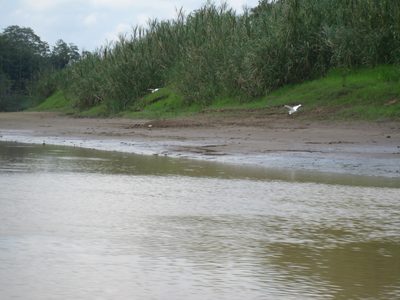 Some cranes fly along the river.