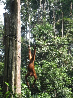 Orangutans doing acrobatics.  This was not so much a...