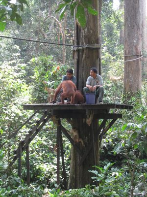 There were several platforms in trees set up as feeding stations.