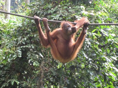 These monkeys seemed to be most comfortable in the most...