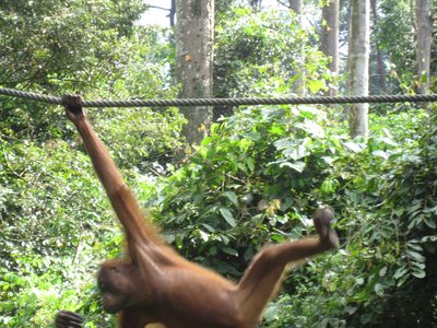 Swinging along.
