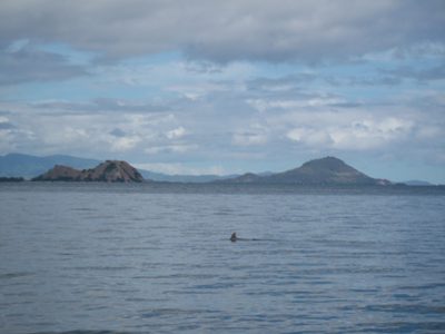 Dolphin sighting!