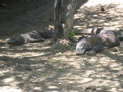 Mr. Komodo Dragon says hello.