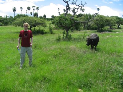 Trevor and a water buffalo on Rinca Island.