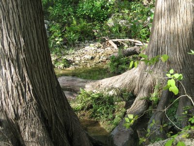 Pretty mangrove-like trees growing in a stream.
