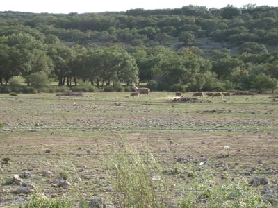 Llama with herd of sheep.