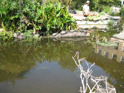 The turtle pond at UT (one of Catherine's favorite...