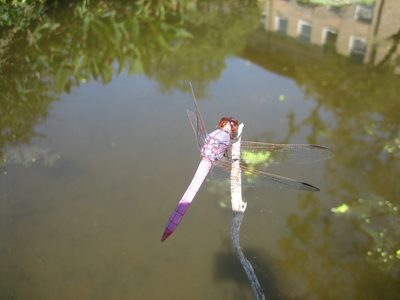 Very giant dragonflies.