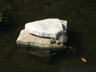 Baby turtle and big turtle monopolizing a rock.