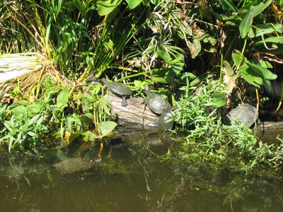 More turtle climbing.