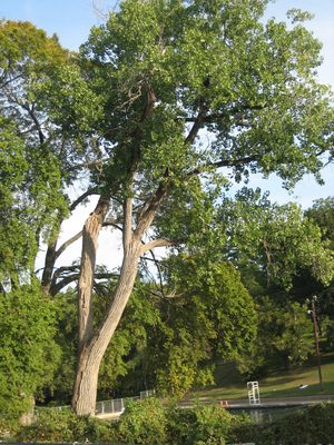 A pretty tree hanging over Barton Springs.