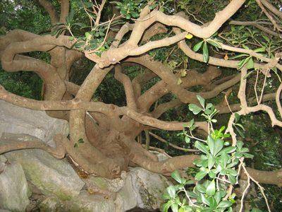 A really cool tree, the name of which I can't remember.