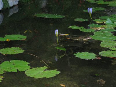 Lily pads and flowers.