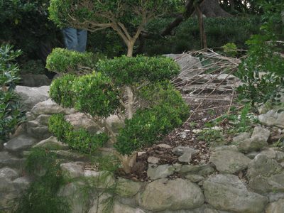 A cute little tree (perhaps a Bonsai?).