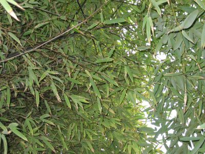 Looking up into the bamboo.