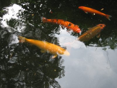 There were some very big koi.