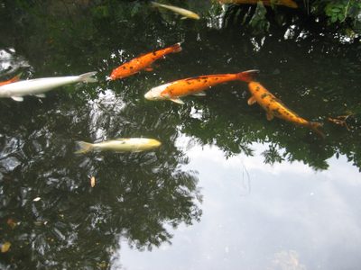 More pictures of koi, with reflections of trees and sky.
