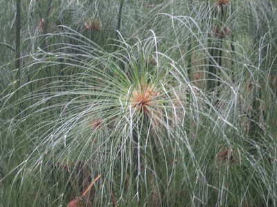 Another neat tree / shrub / fern-like bush.