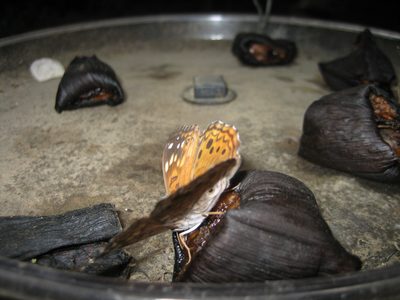 A butterfly feeding.