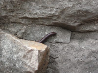 Centipedes!  These guys were everywhere.  Thankfully we...