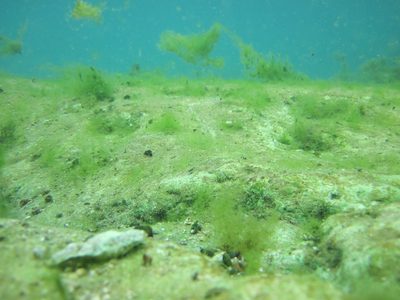 Underwater at the Barton Springs Pool