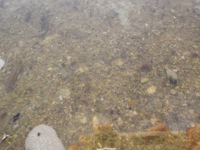 Can you spot the brine shrimp and flies?
