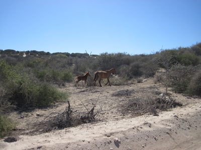 Aww, horse and baby horse.
