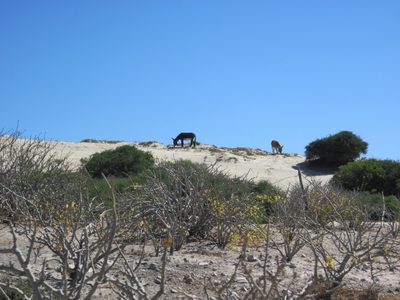 Donkeys?