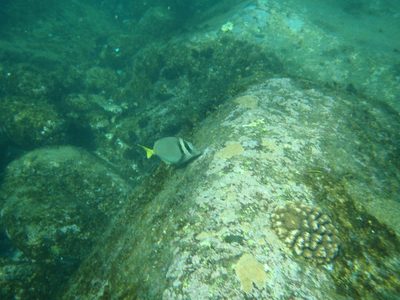 Aw, cute a stripey fish.