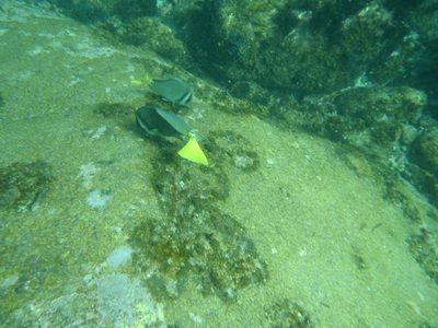 Fish nibbling away at something or other.