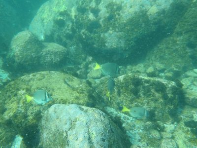 Lots of fish!