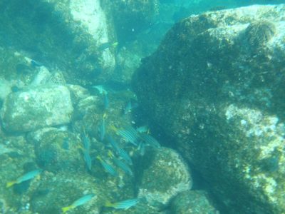 Lots of colorful fish swimming about. Need to learn the...