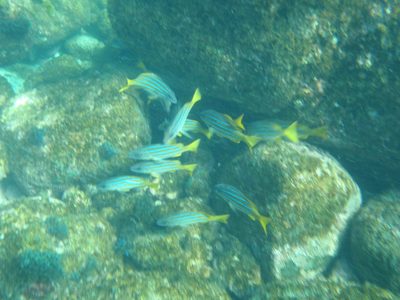 More fish.