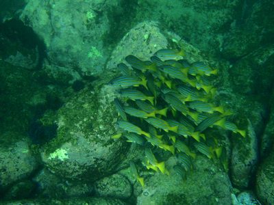 A colorful school of fish.