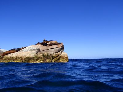 Sea lions. Never got a shot of one of these guys...