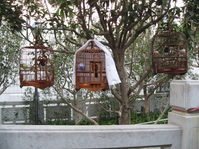 Birds in cages in the Hong Kong bird park (watch out for...