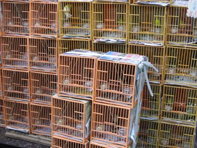 Birds birds birds...