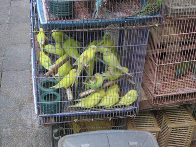 Parakeets for sale... apparently this city has a big...