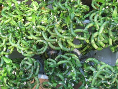 Flower market:  Lucky bamboo for sale.