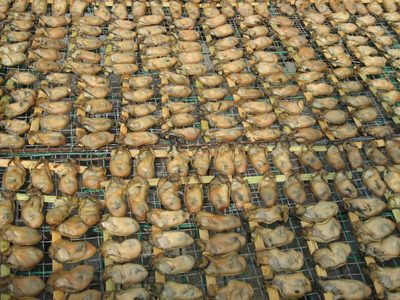 Clams getting dried in the sun at Tai O.