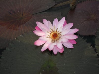 Water lily at the Chi Lun Nunnery.