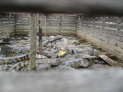 Floating crocodile farm at Kampong Phluuk.