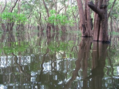 Mangrove forest near Kampong Phluuk.