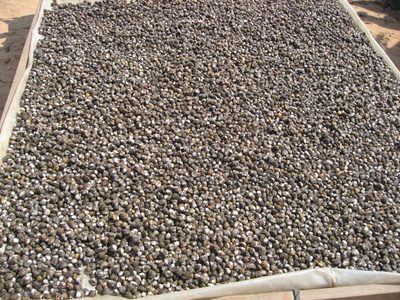 Delicious little freshwater clams for sale.  You put...