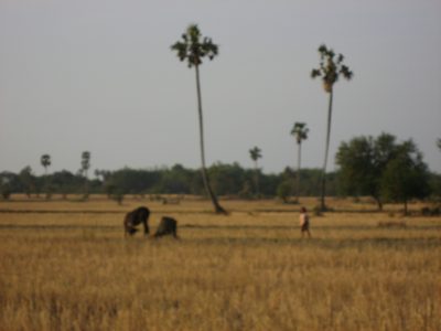 A girl goes to collect her cow from the rice paddies in...