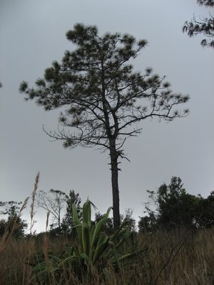 The only type of pine tree in Cambodia, on Bokor Hill, a...
