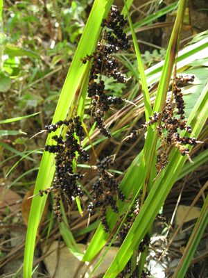 Wild peppercorns, I think.