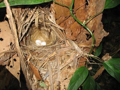 I found a bird's nest!  During my jungle hike on Bokor Hill.