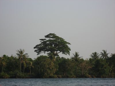 One of these trees is not like the other.