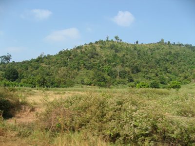 Deforestation near some peppercorn plantations outside Kep.